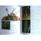 Plantes carnivores